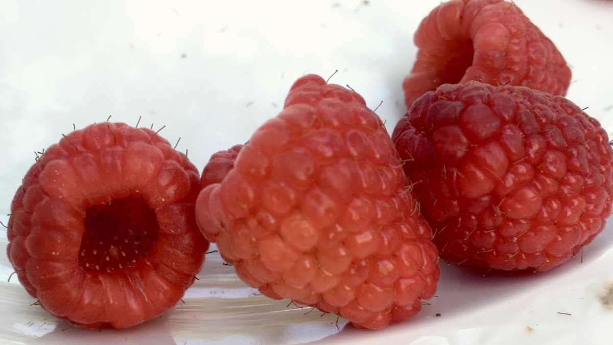 Aquactiva berries.jpg